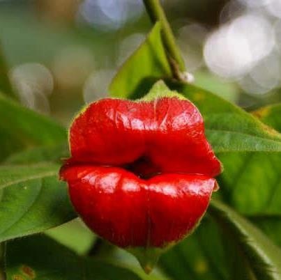 Truly unique….YES this is a real flower: Hot lips ….Psychotria Elata    Affectionately known as Hooker’s lips, Psychotria elata with it’s colorful red flowers attracts many pollinators including butterflies and hummingbirds. One of the host plants for the golden silkmoth (Xlophane  s adalia). Also known in some circles as Mick Jagger’s lips. Native to Tropical America, this specimen was found at the Butterfly Gardens in Manuel Antonio, Costa Rica.