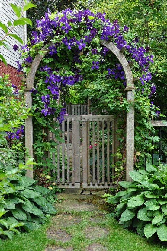 Hostas & Clematis