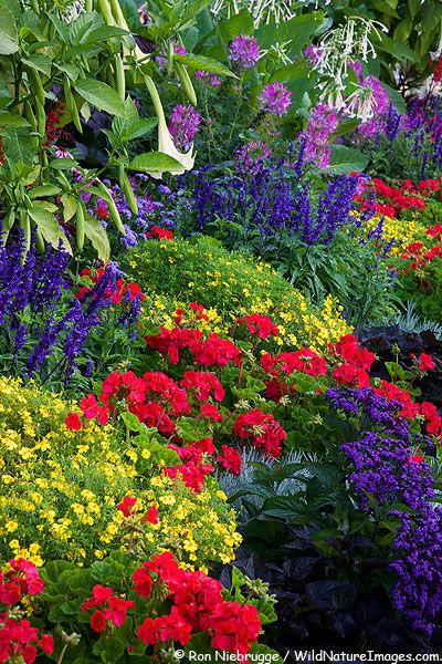 A riot of color