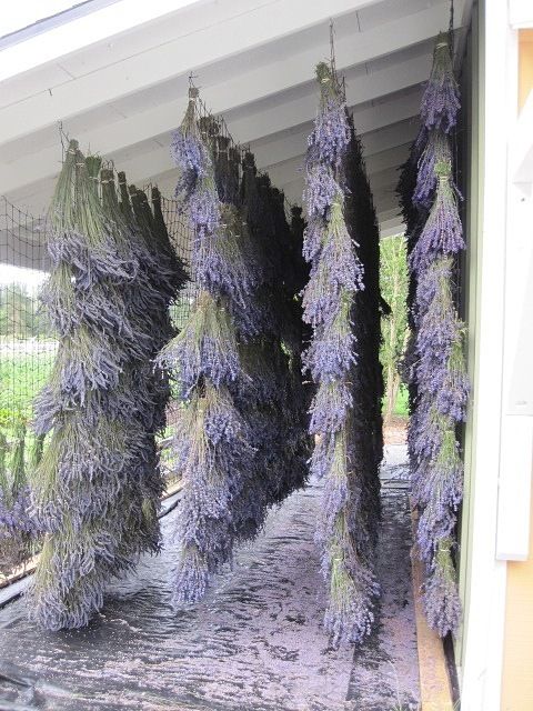 lavender farm