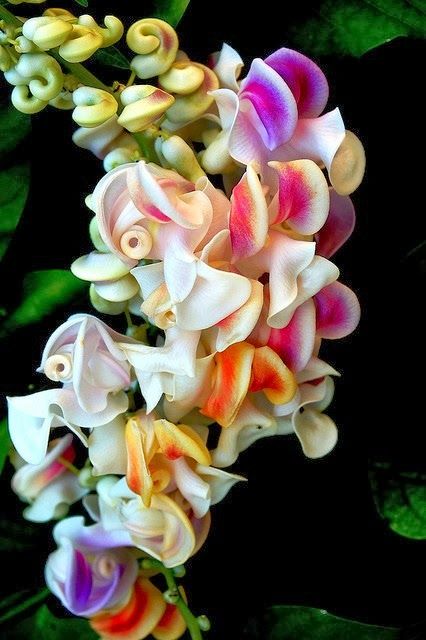 Corkscrew Vine
