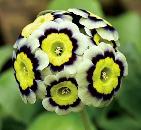 Sirus Auricula