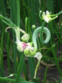 Egyptian walking onions.
