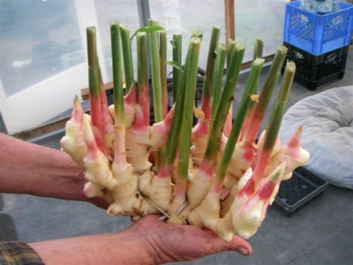 How To Grow Your Own Ginger – PositiveMed