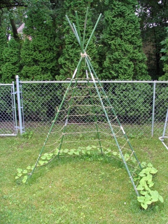 Pole Bean Tepee