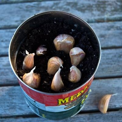 Grow garlic indoors