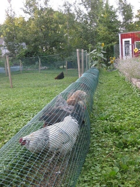 Chicken Run between the garden rows. what a great idea. bug control without crop destruction!