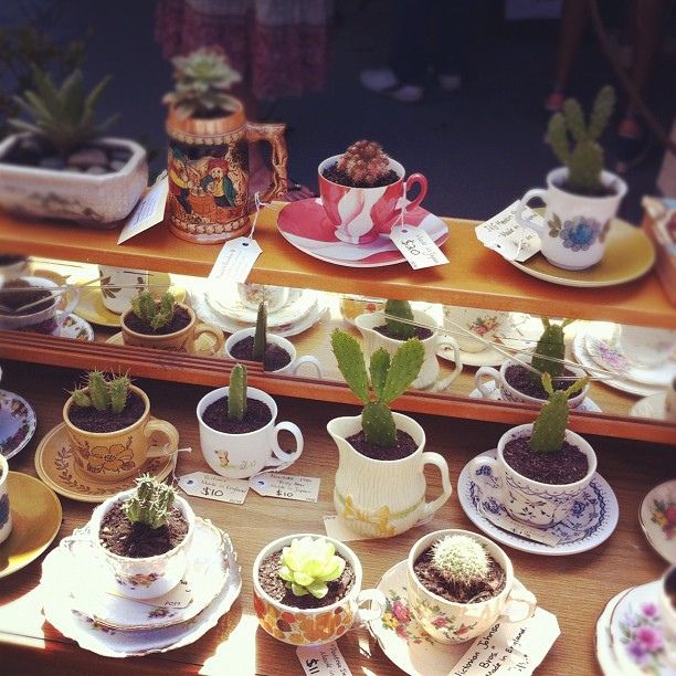 Cacti in teacups