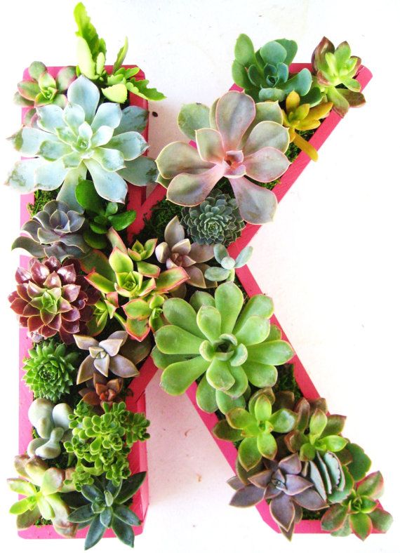 Succulent succulent Succulent Planter