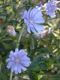 A from of chicory native to Utah, and perrenial.  What you call weeds I call \”ideal garden plant,\” because I want things that will take care of themselves.  If it can choke out bluegrass and dandelion and russian thistle, that’s my plant!