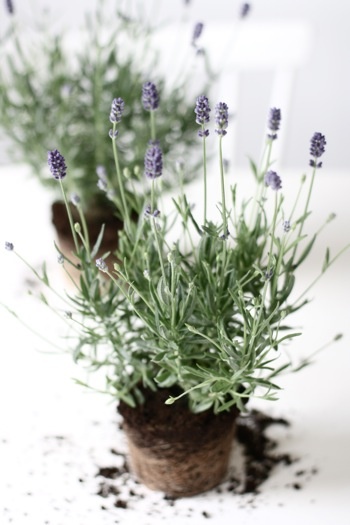 lavender