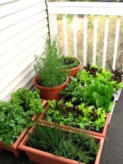 AWESOME TIPS for Container Gardening & Growing a Balcony Vegetable Garden. Also LOTS OF GREAT LINKS to more info! LOVE THIS!