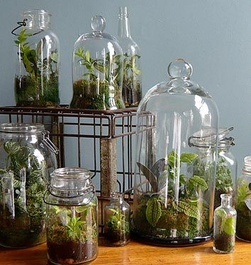 Terrarium How-To