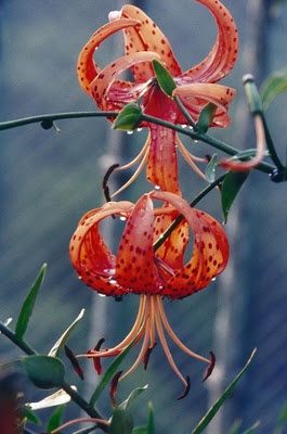 Turks cap lilies, my favorite!