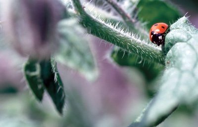 Safely Pest-Proof Your Garden—How to Keep Bugs Away Naturally