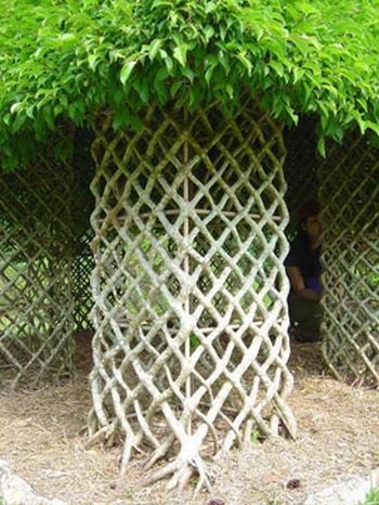 These trees are trained to grow this way.
