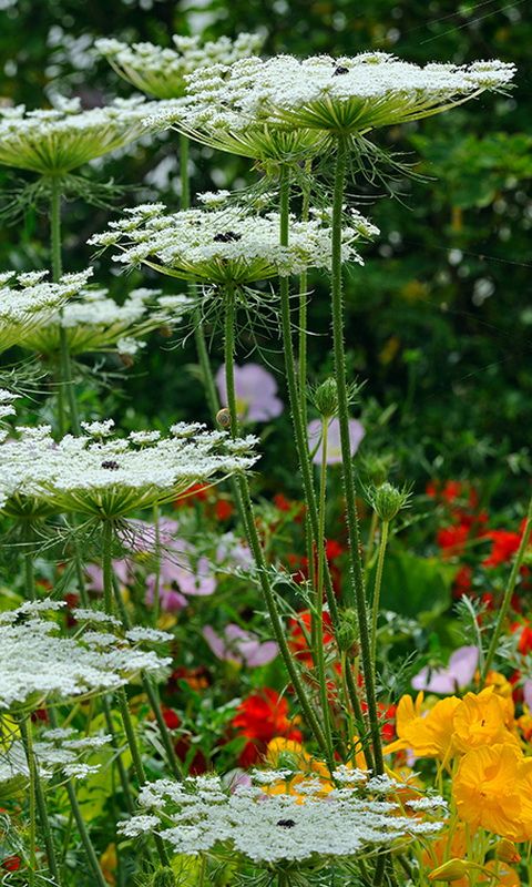 Queen Anne’s Lace