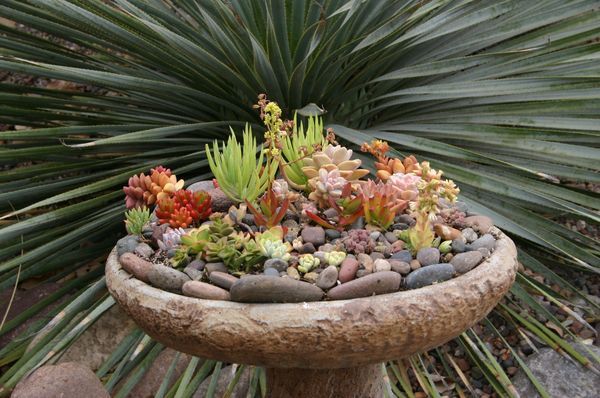 Succulents in a stone bird bath…love it.