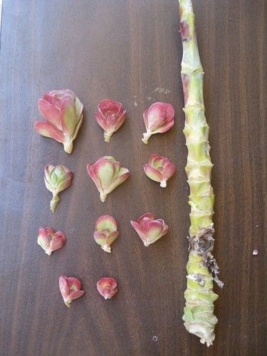 how to propagate kalanchoe