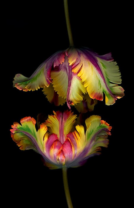 parrot tulips…wow–I had no idea these existed!