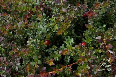 More information about growing cranberries