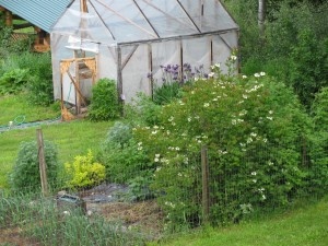 Highbush Cranberries in bloom. These are a great fruit to grow if you live in a cold winter climate.     To the left is the Garlic, to the right are the Raspberries and tucked up to the greenhouse are blooming Irises.