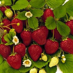 Follow this one tip in your garden & get a ton of strawberries!  Also a little strawberry education!