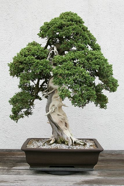 Dwarf Japanese Juniper (Juniperus procumbens) ‘Nana’ | Flickr – Photo Sharing!