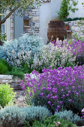 Dense bushes of flowers