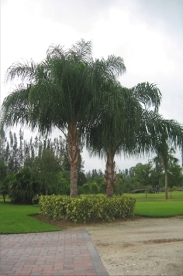 Queen Palm Tree Vero Beach Florida Queen Palm Tree Treasure Coast Florida Queen Palm Tree Indian River County Florida Queen Palm Tree Florida