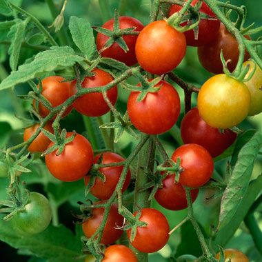 Secrets to Tomato Growing Success – 10 simple tips for your best tomatoes ever.