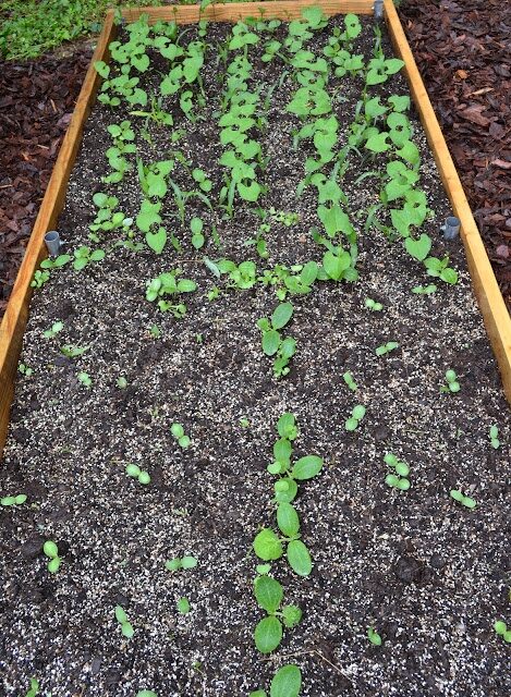 How to use companion planting and Square Foot Gardening together to maximize your harvest. Really good information and actual plans used in the garden