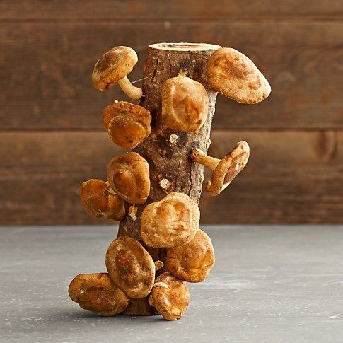 How to grow your own mushrooms at home