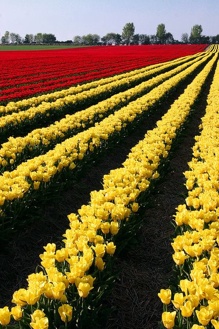 Tulip line, Schwaneberg, Germany