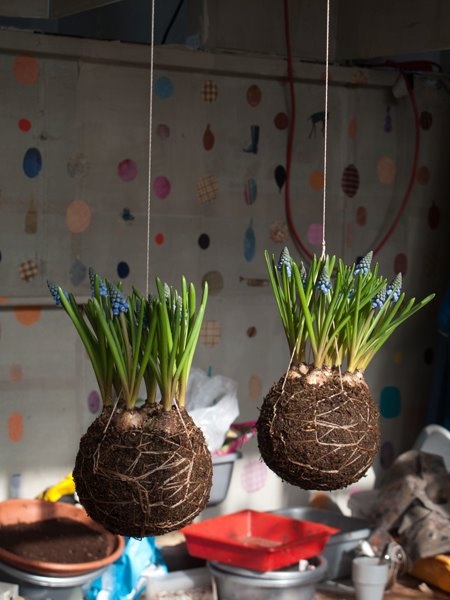 Must make kokedama with bulbs. So cute.