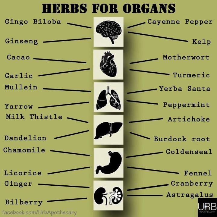 Herbs For Organs