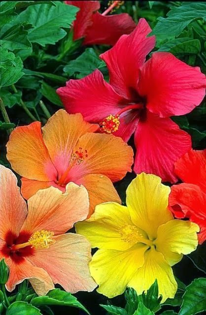 400 PX: Hibiscus