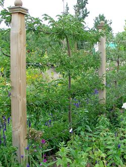 Espalier fence