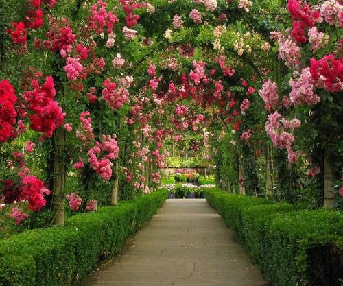 Amazing Rose garden