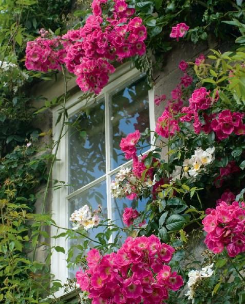 English Garden, cottage, cottage garden, English Garden in DERBYSHIRE