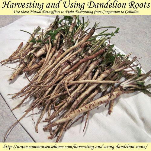 Harvesting and Using Dandelion Roots, Nature’s Natural Detoxifier @ Common Sense Homesteading