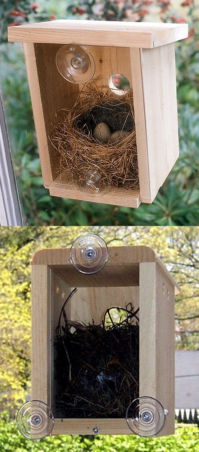 Beautiful Window bird house!!!! I want one. How neat to have with small children. Now I want two!