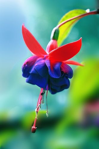 Fuchsia