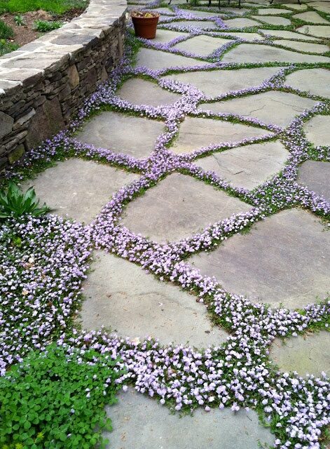 ground cover. Exactly what I want in my front yard. Grass doesn’t grow so this would be pretty.