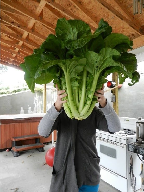 One Year – One Ton of Fresh Food:  Fall Garden Review from Mother of a Hubbard