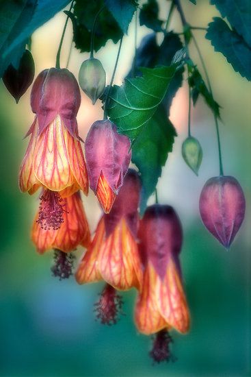 ~~Chinese Lanterns by Dianne English~~