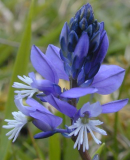 Chalk Milkwort (Polygala calcarea)