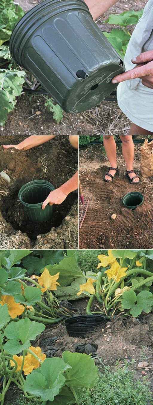 Tip for growing squash, Place the seeds AROUND the pot. When you water, you water inthe pot so the water comes out of the drain holes around the bottom for deep root watering