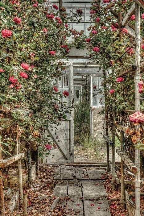 ‘Delapidated’ old greenhouse ( still beautiful to me).