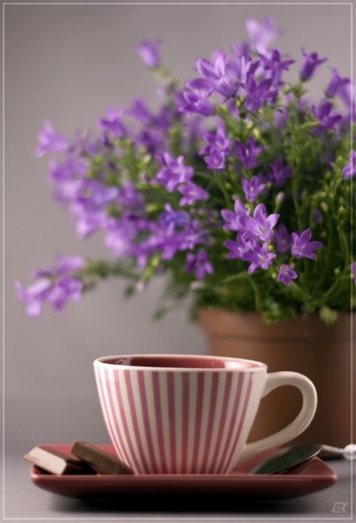 Flowers, purple, cup